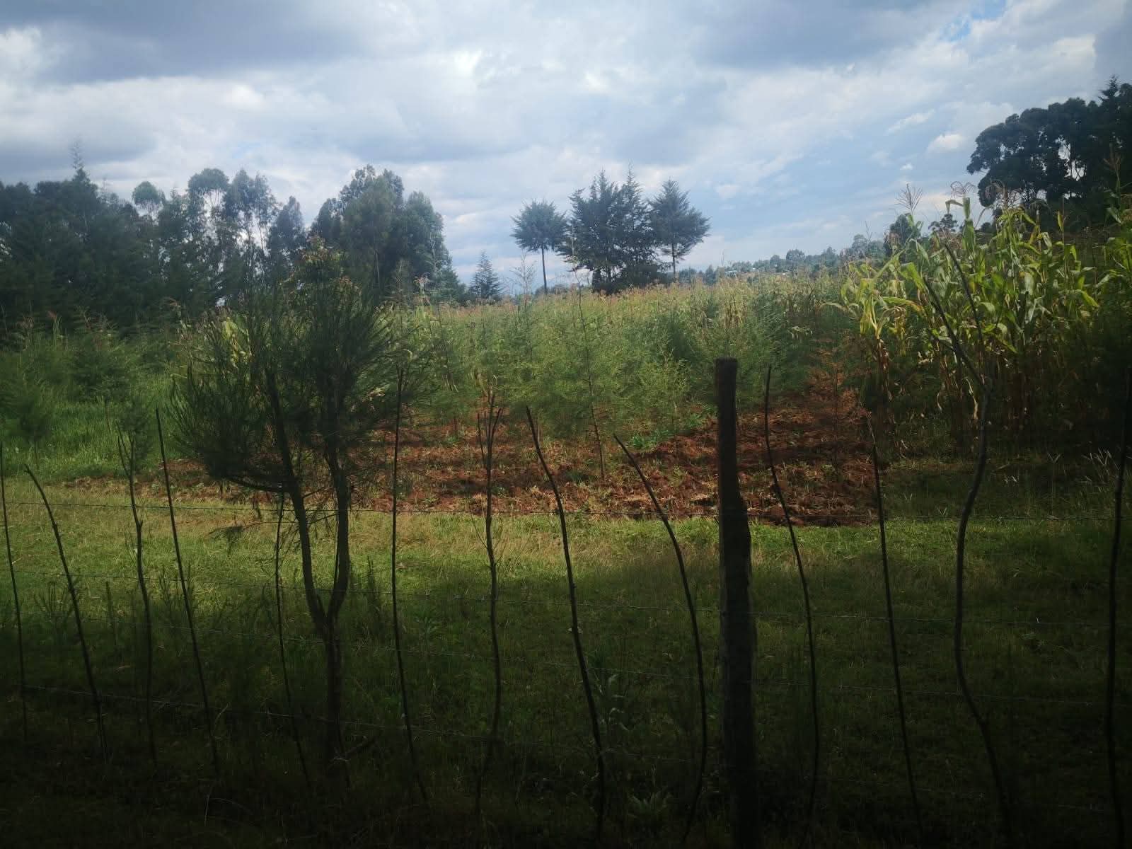 Lovely plots - Runda